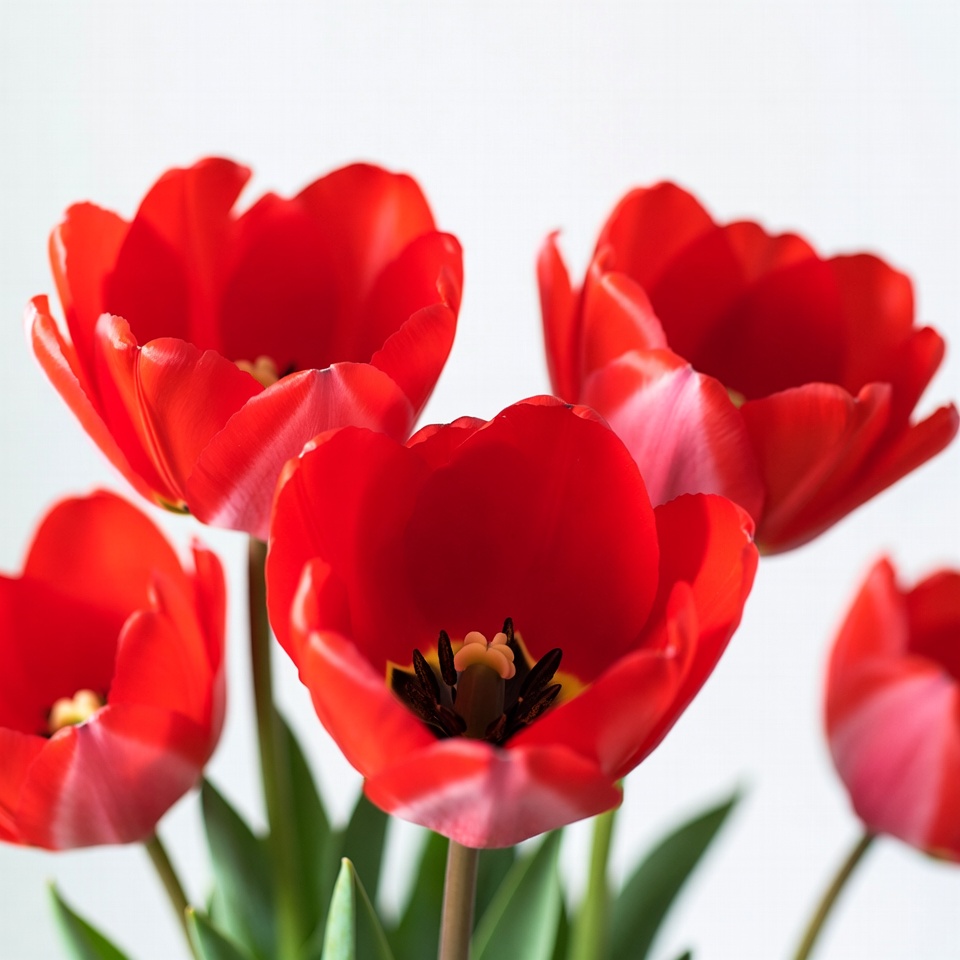 Red Tulips on White Background Red Tulips on White Background