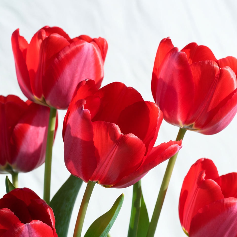 Red Tulips on White Background Red Tulips on White Background