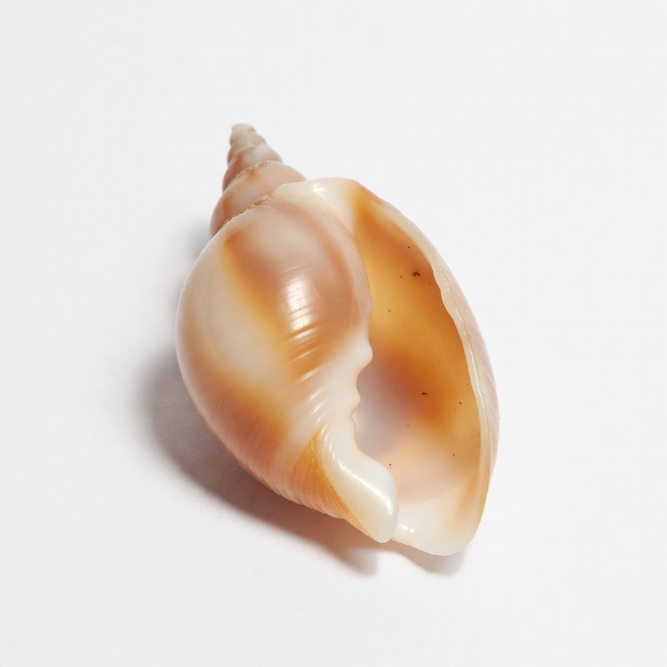 Brown Striped Seashell on White Brown Striped Seashell on White