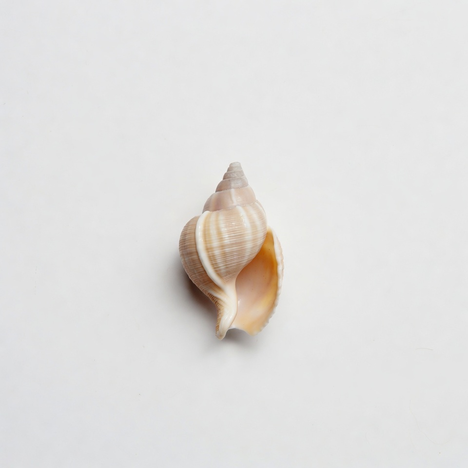 Beige Seashell on White Background Beige Seashell on White Background