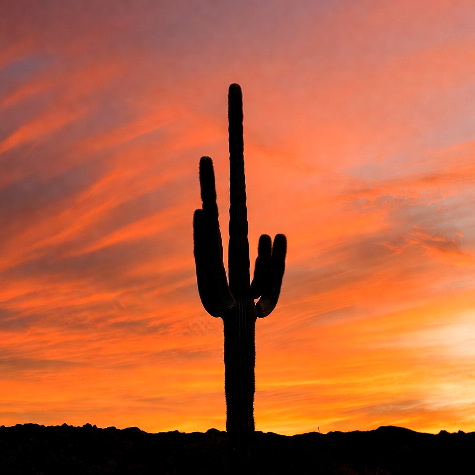Saguaro Cactus Silhouette at Sunset Saguaro Cactus Silhouette at Sunset