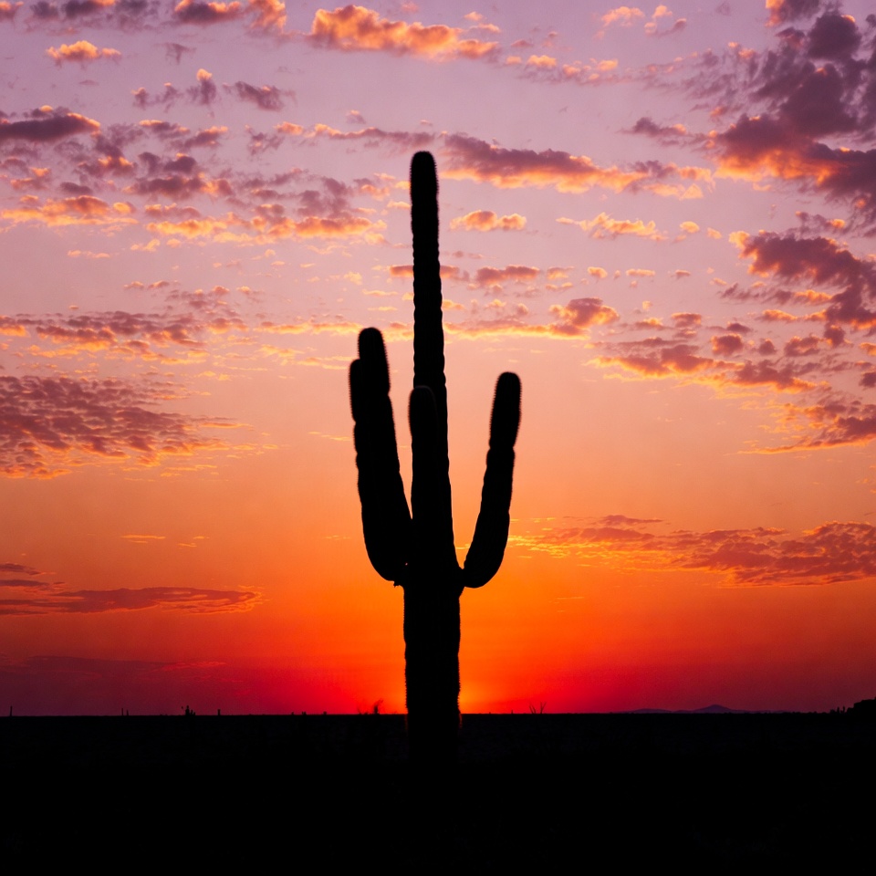 Silhouette cactus at sunset Silhouette cactus at sunset