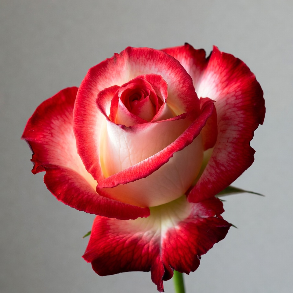 Red and White Rose Bloom Red and White Rose Bloom