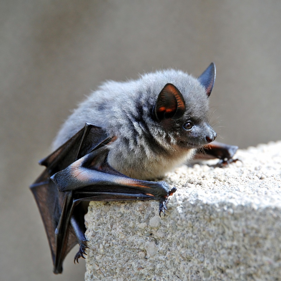 Gray bat perched on stone Gray bat perched on stone