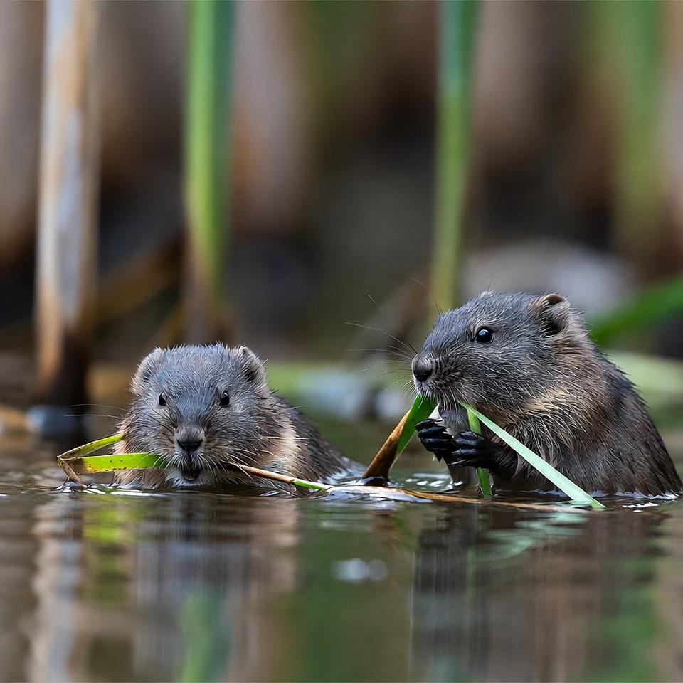 Two otters eating grass in water Two otters eating grass in water