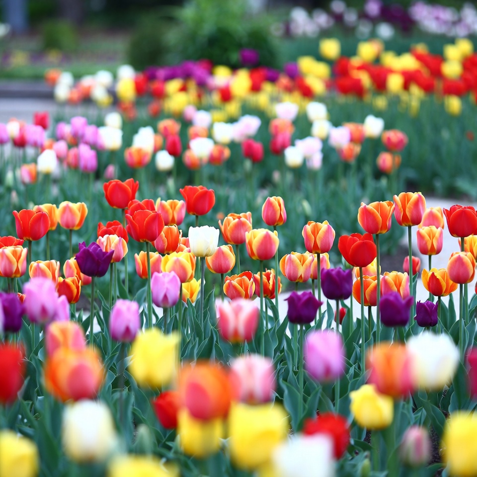 Colorful Tulip Field Blooming Colorful Tulip Field Blooming