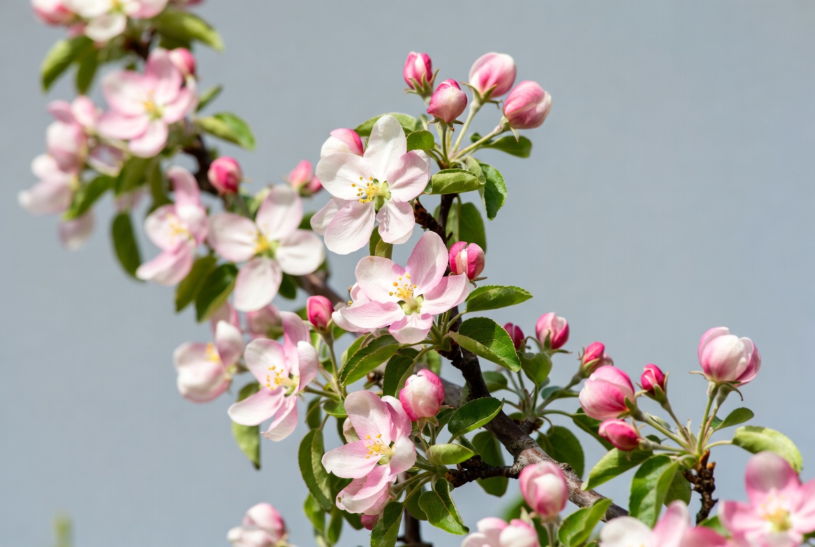 Pink Blossoms on Apple Tree Branch Pink Blossoms on Apple Tree Branch