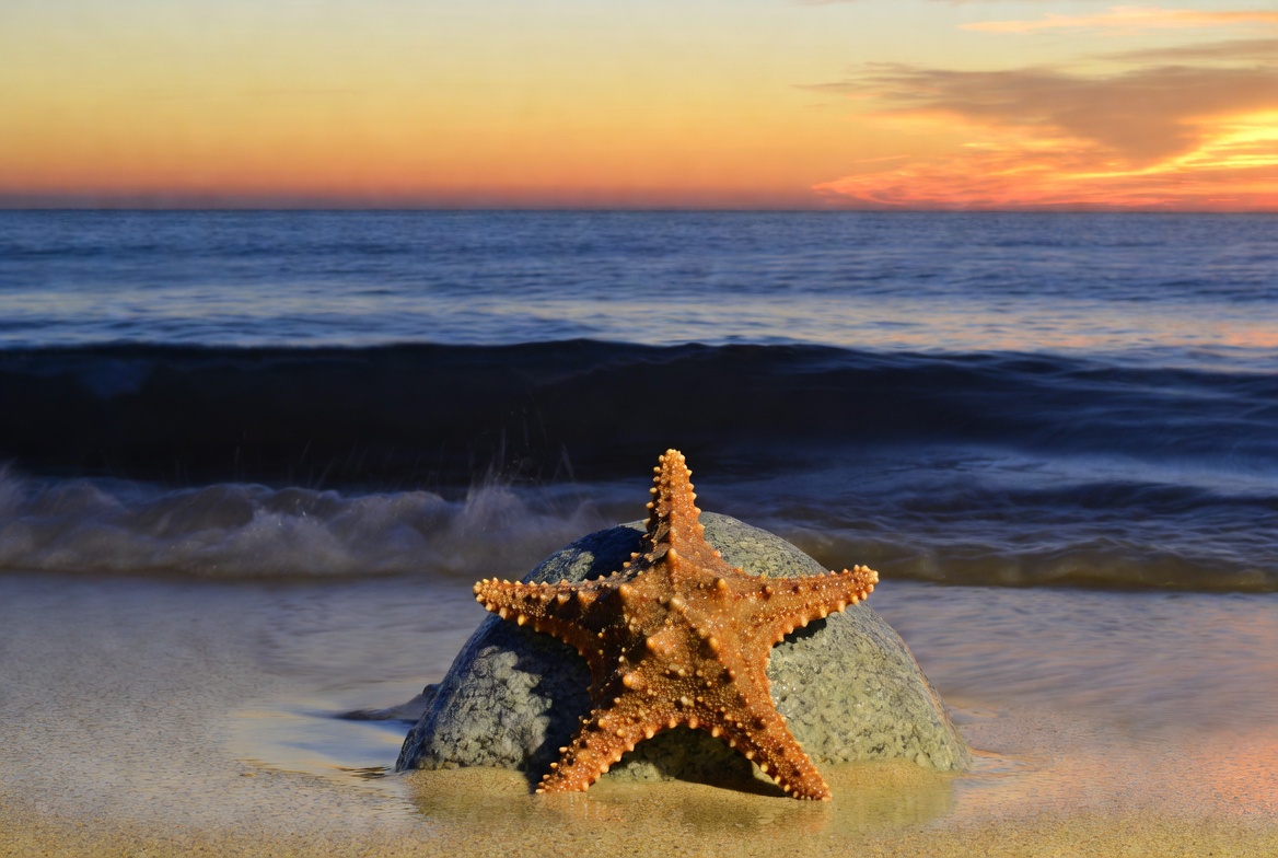 Starfish on Rock at Sunset Beach Starfish on Rock at Sunset Beach
