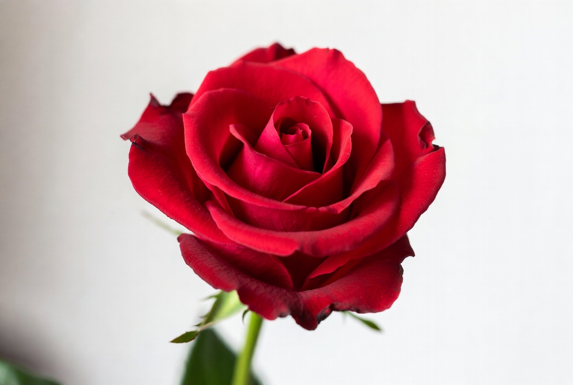 Red Rose on White Background Red Rose on White Background