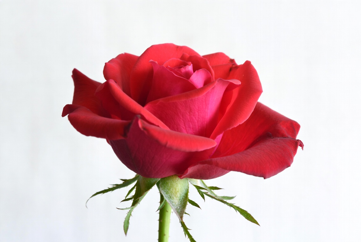 Red rose on white background Red rose on white background