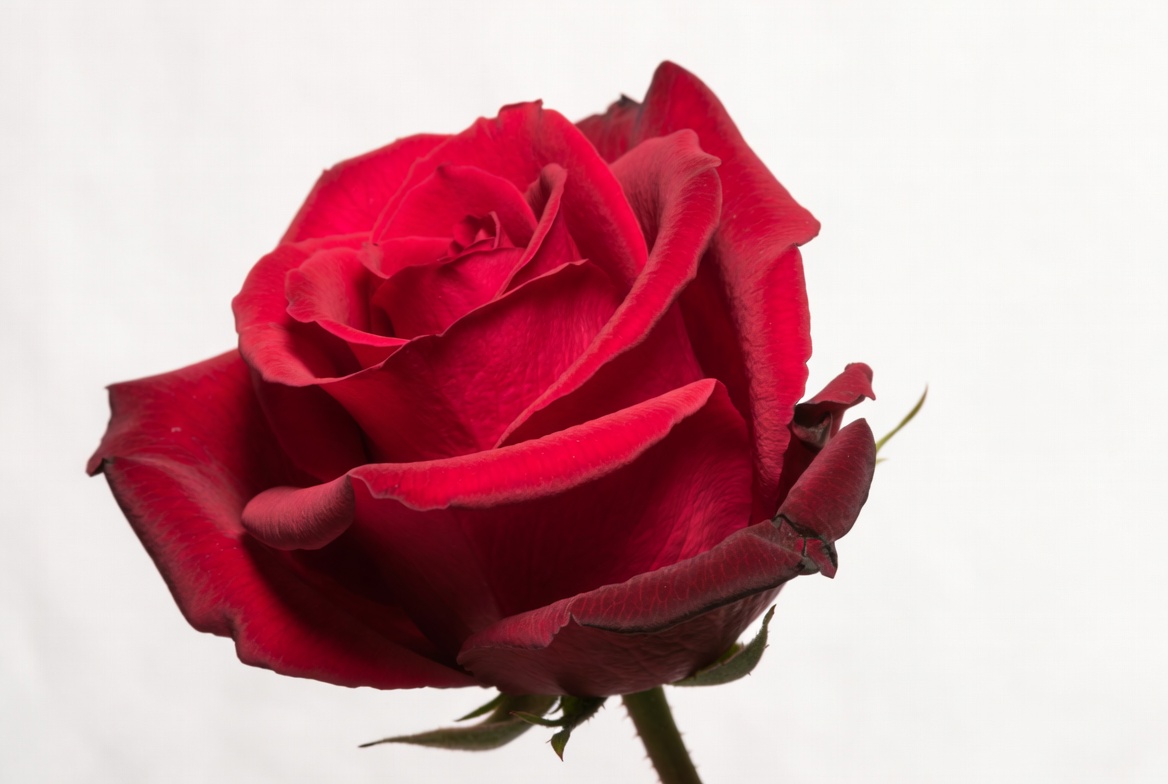 Red Rose on White Background Red Rose on White Background