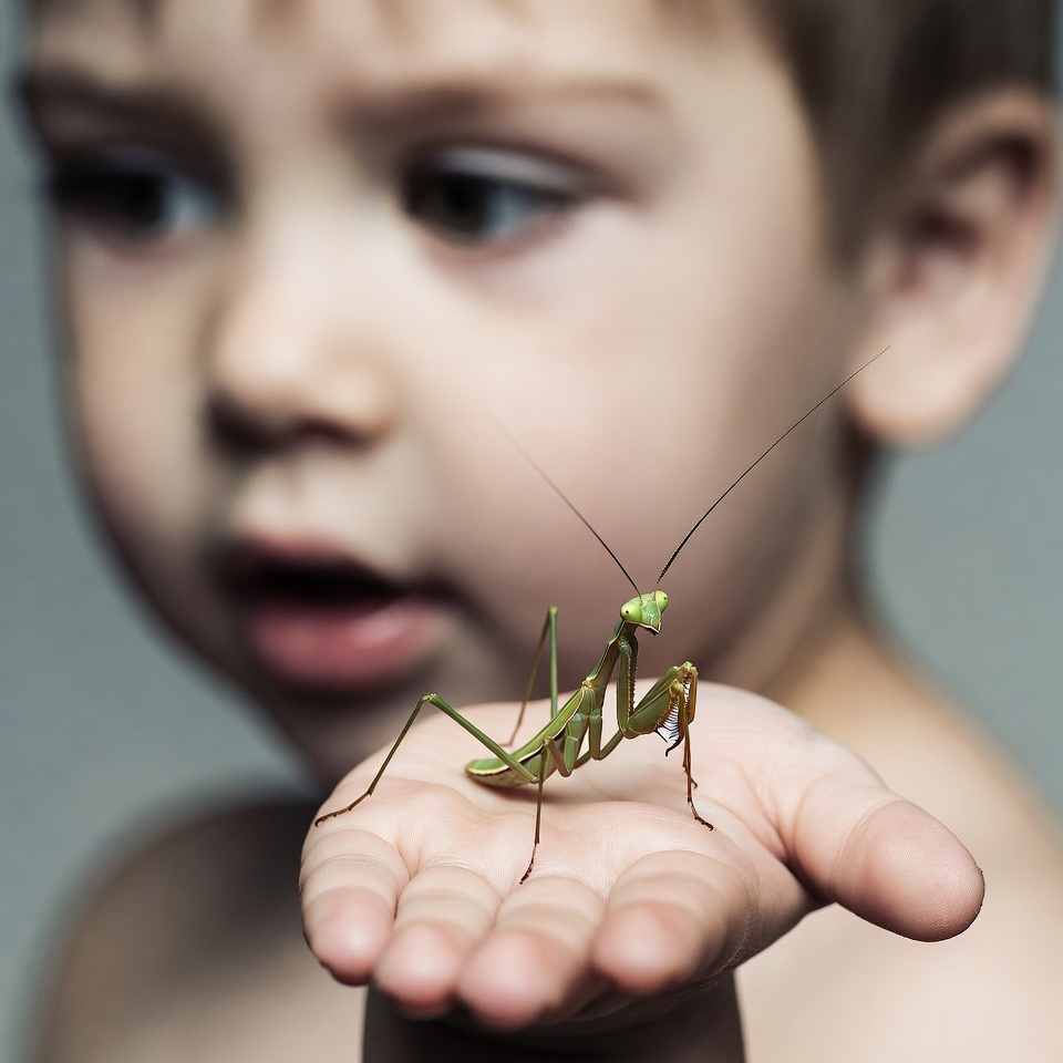 Boy holding praying mantis Boy holding praying mantis