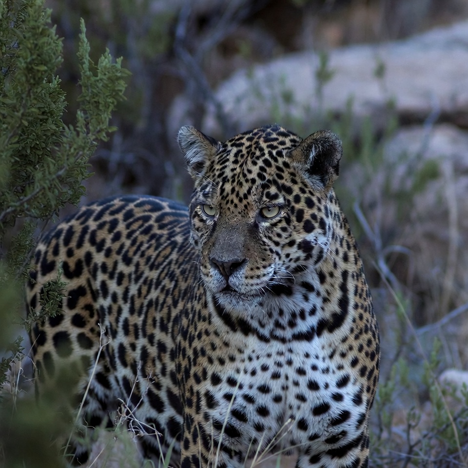 Jaguar in rocky bushes Jaguar in rocky bushes