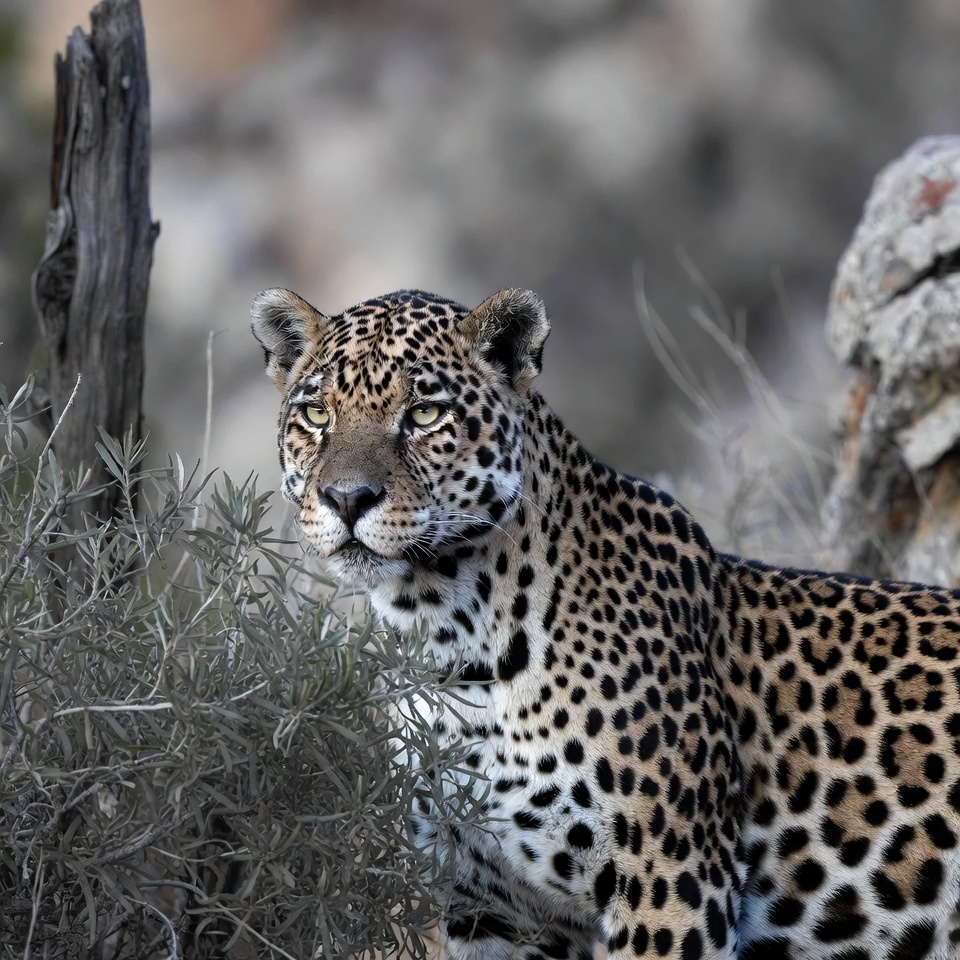 Jaguar standing in rocky terrain Jaguar standing in rocky terrain