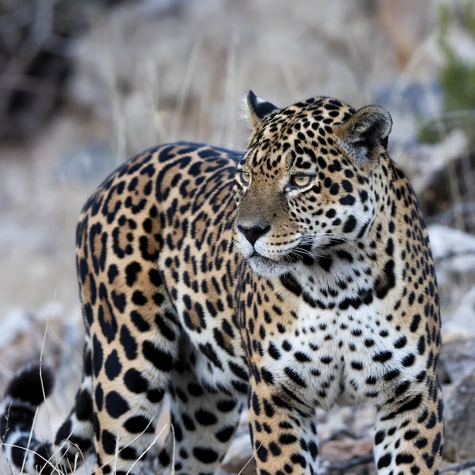 Jaguar standing in rocky terrain Jaguar standing in rocky terrain