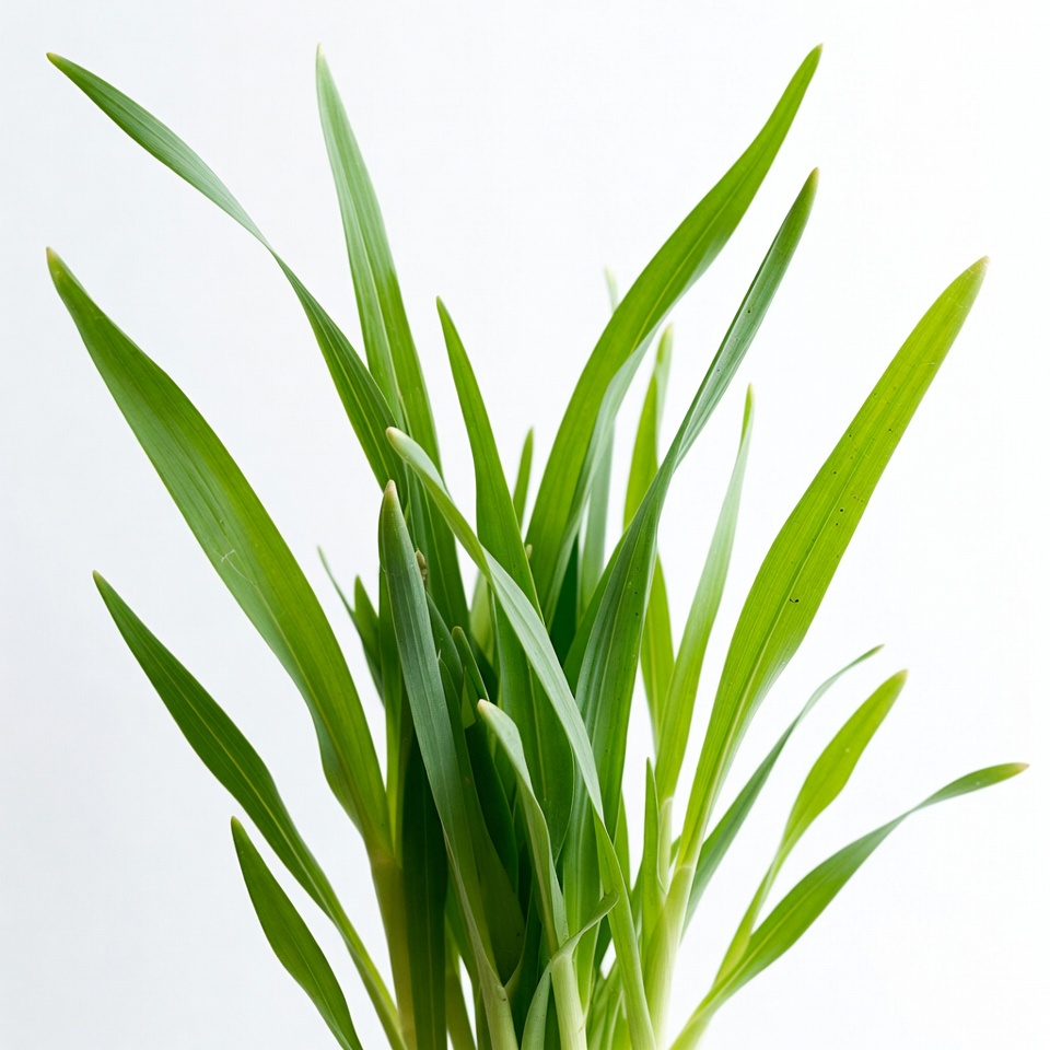 Fresh green grass shoots Fresh green grass shoots