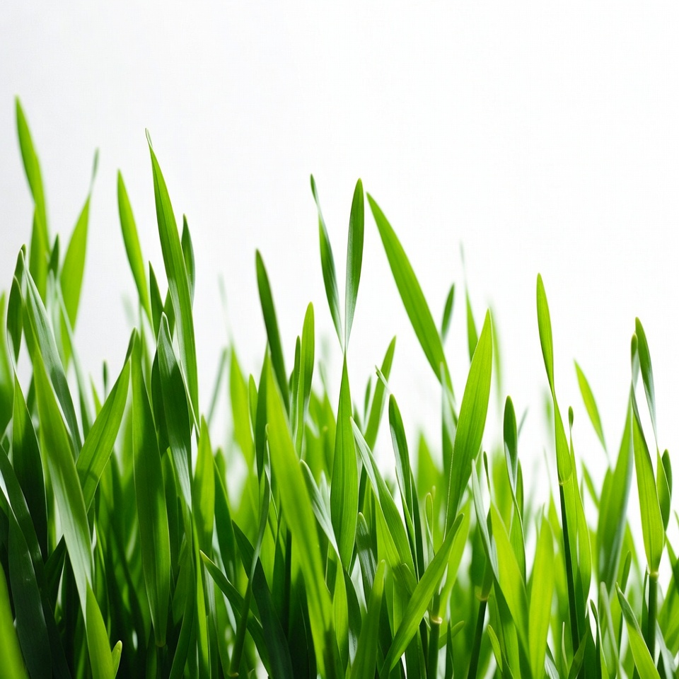 Fresh green grass blades Fresh green grass blades