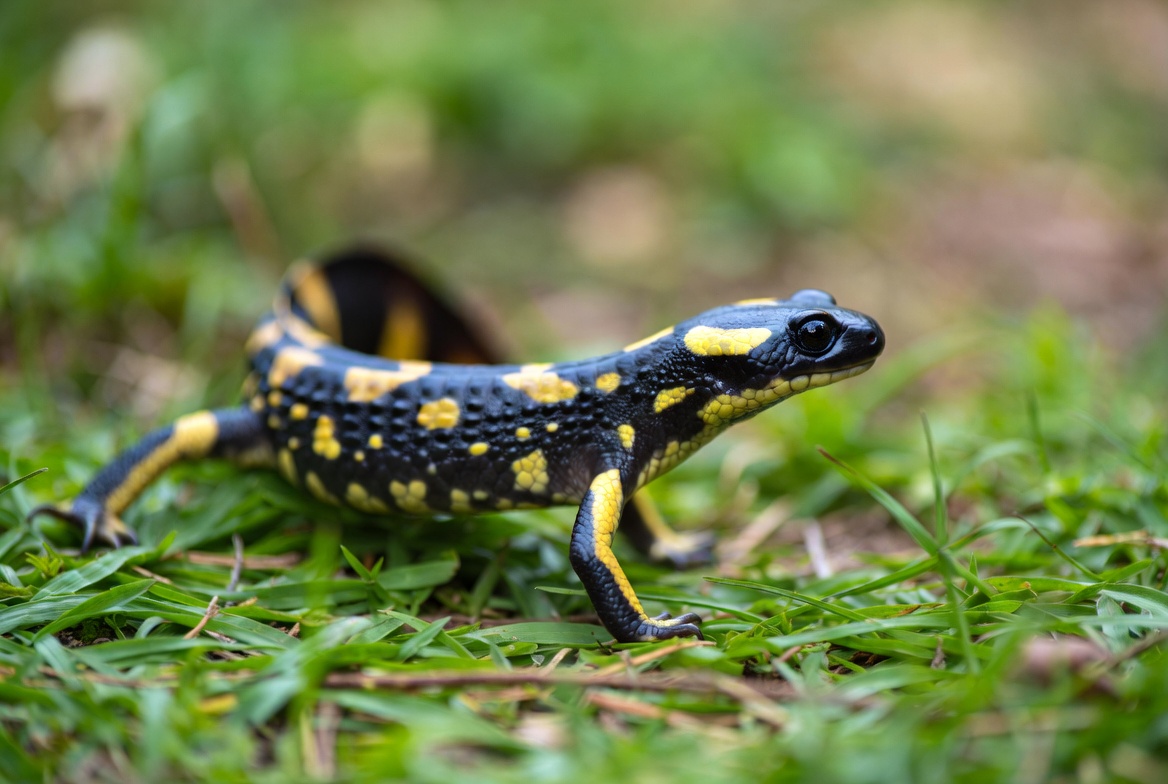 Fire Salamander on Grass Fire Salamander on Grass