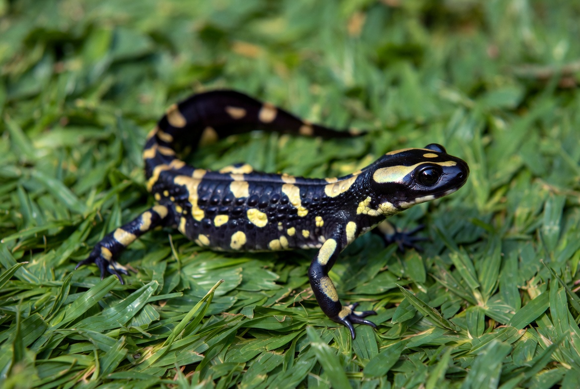 Fire Salamander on green grass Fire Salamander on green grass