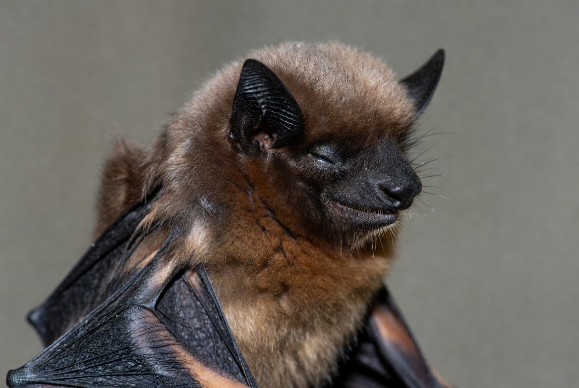 Close-up of flying fox bat Close-up of flying fox bat