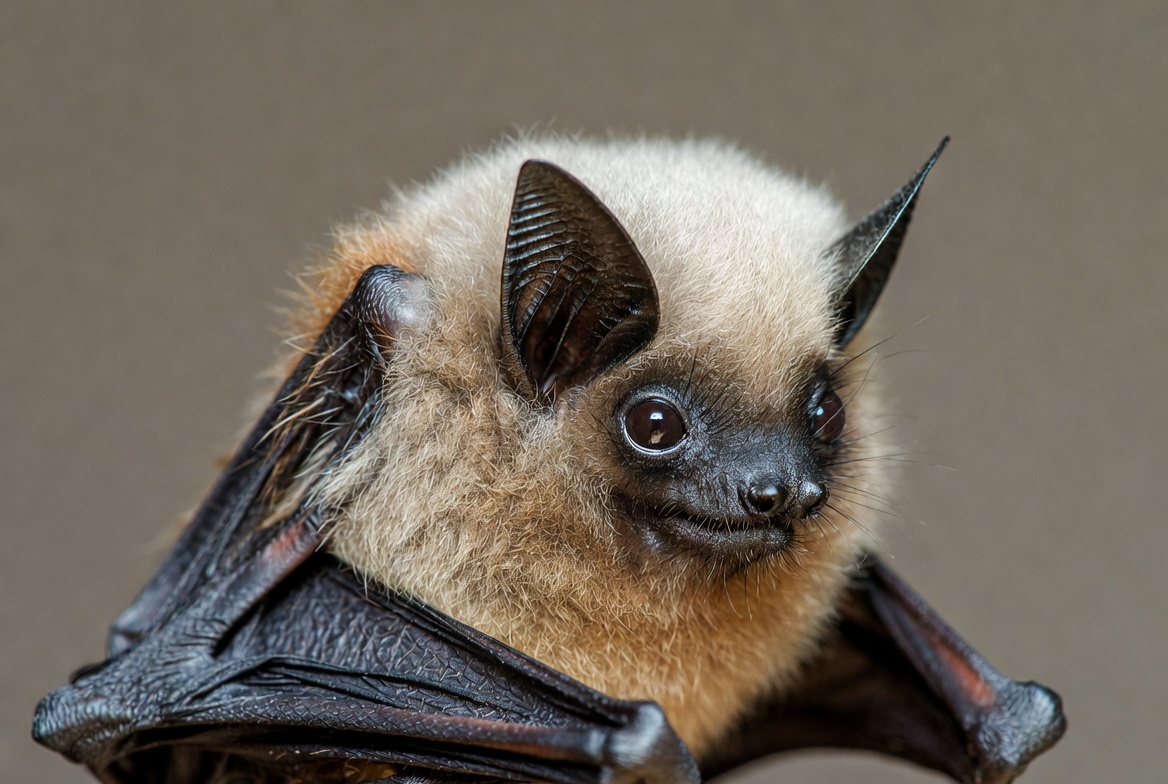 Fluffy fruit bat close-up Fluffy fruit bat close-up