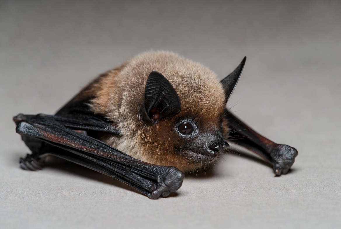 Cute bat hanging on isolated background Cute bat hanging on isolated background