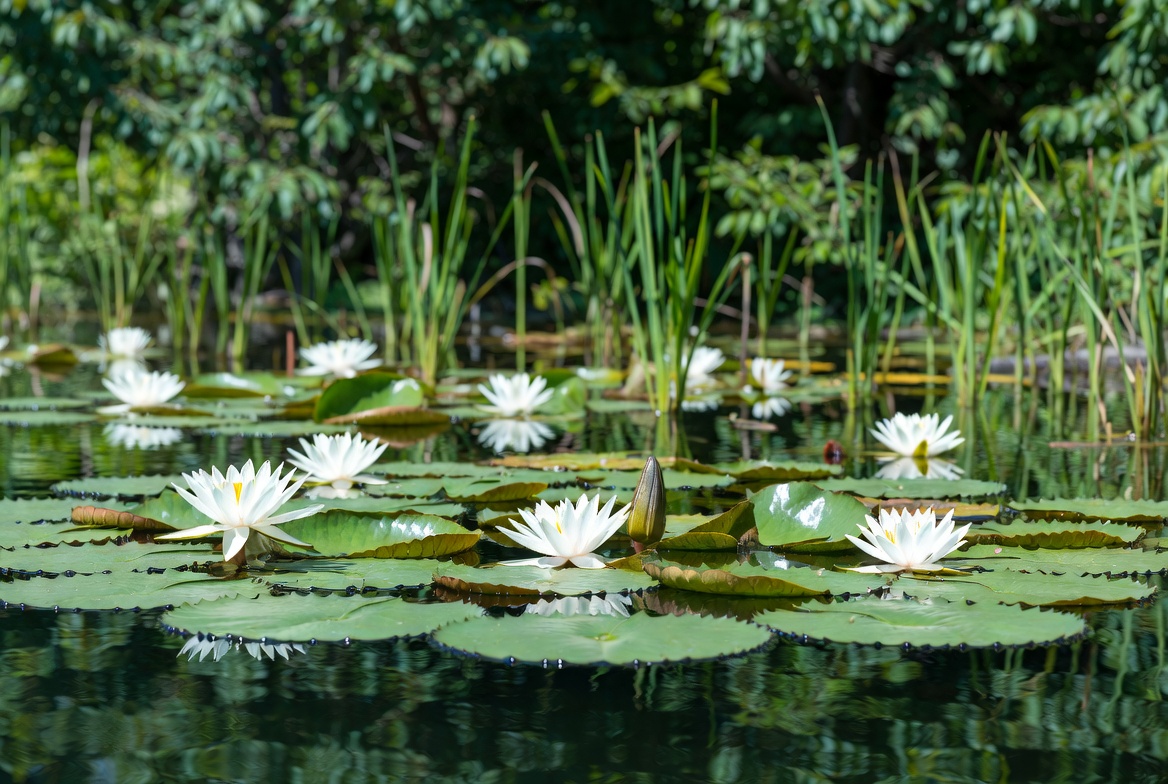 White lotus flowers on pond White lotus flowers on pond