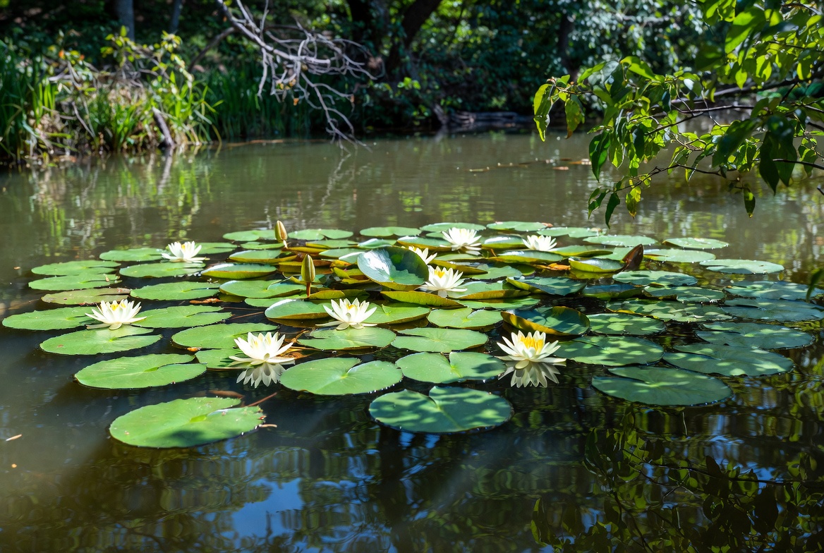 White Water Lilies in Pond White Water Lilies in Pond