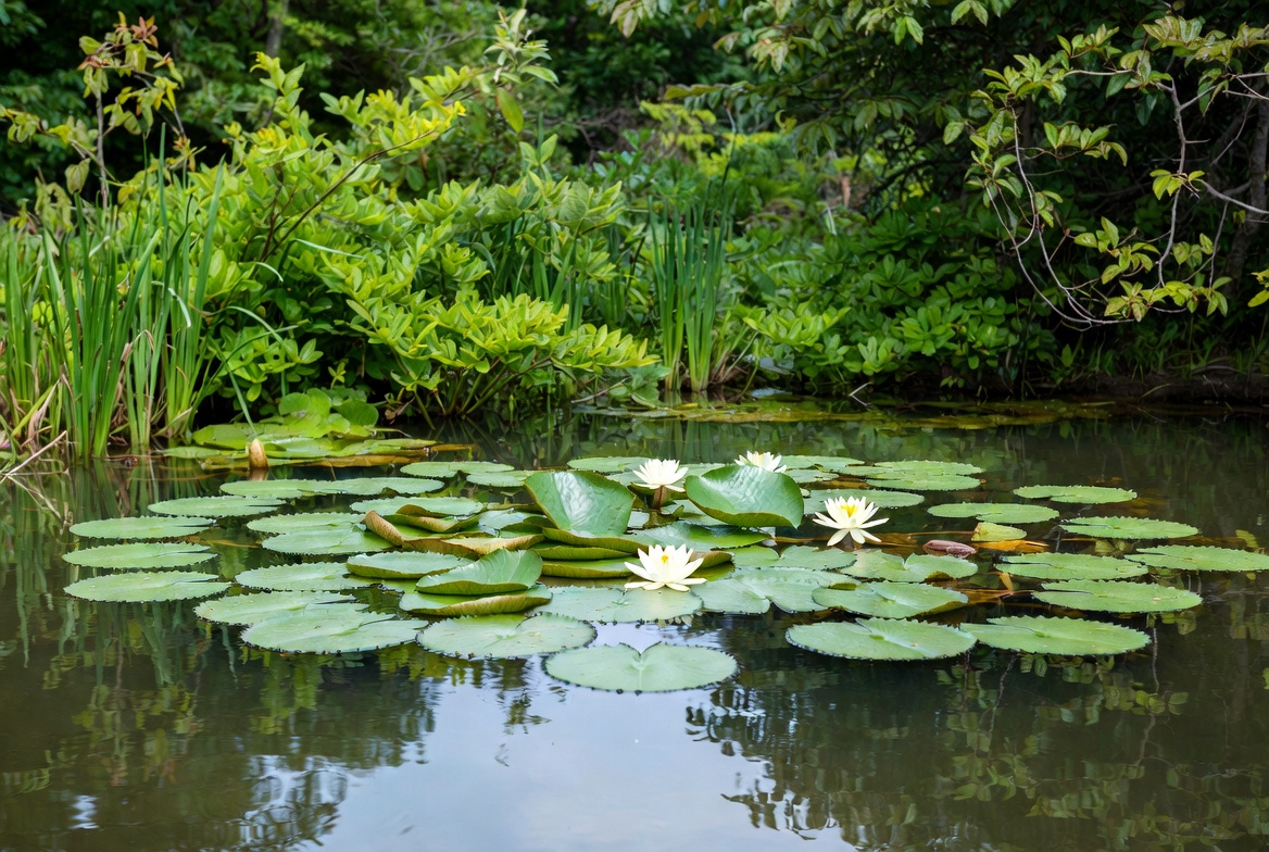 White Lotus Flowers in Pond White Lotus Flowers in Pond