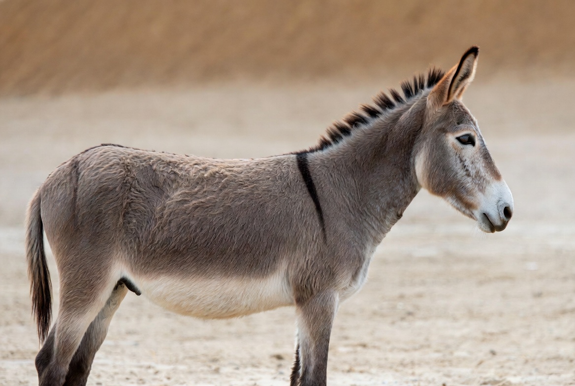 Donkey standing on sandy ground Donkey standing on sandy ground