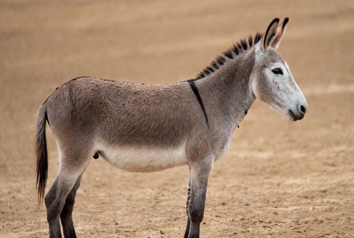 Donkey standing on sandy ground Donkey standing on sandy ground