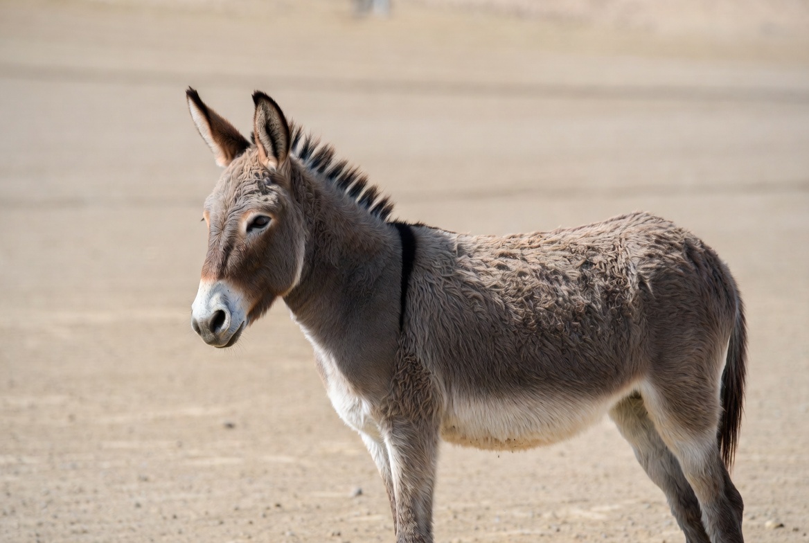 Donkey standing in desert Donkey standing in desert