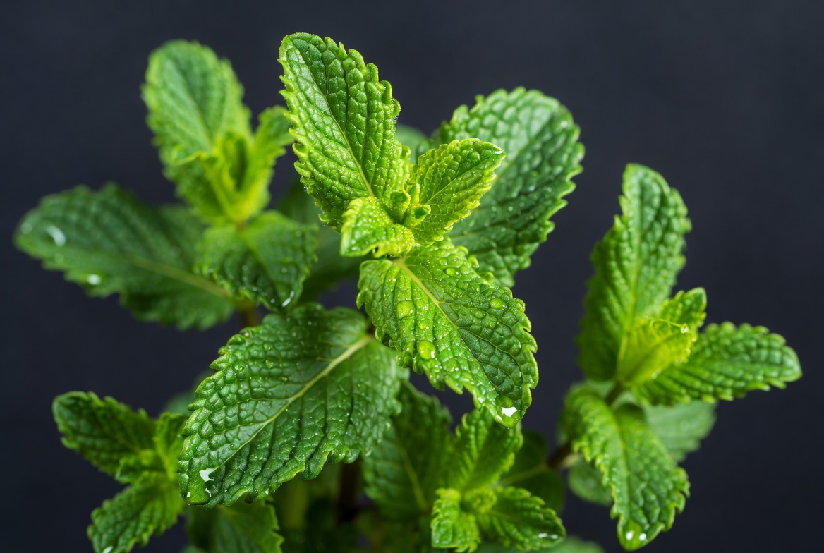 Fresh Mint Leaves Closeup Fresh Mint Leaves Closeup