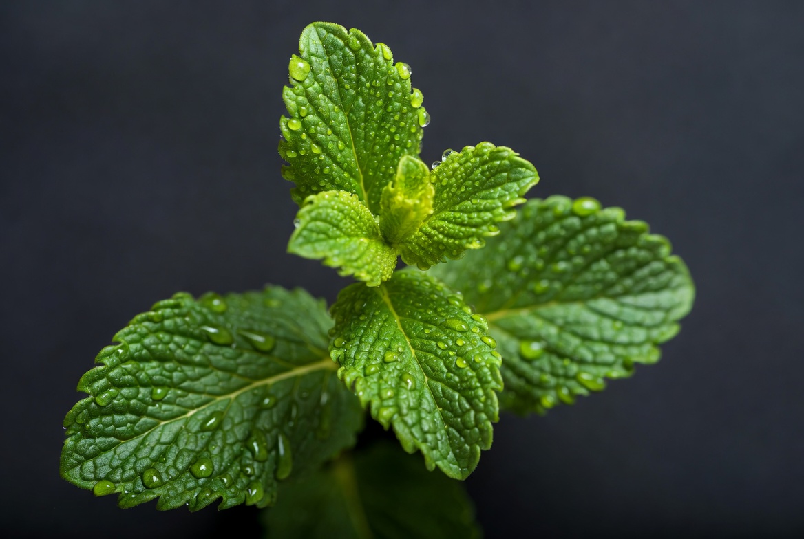 Fresh Mint Leaves with Water Droplets Fresh Mint Leaves with Water Droplets