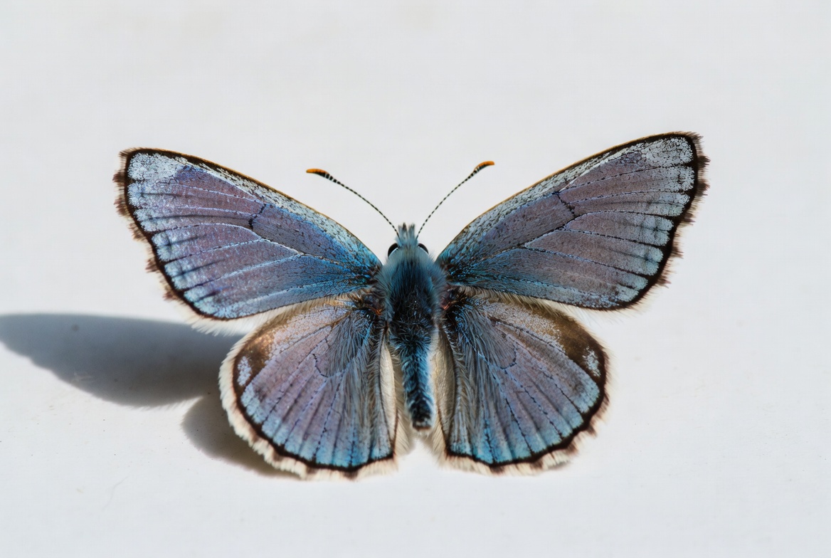 Blue butterfly on white background Blue butterfly on white background
