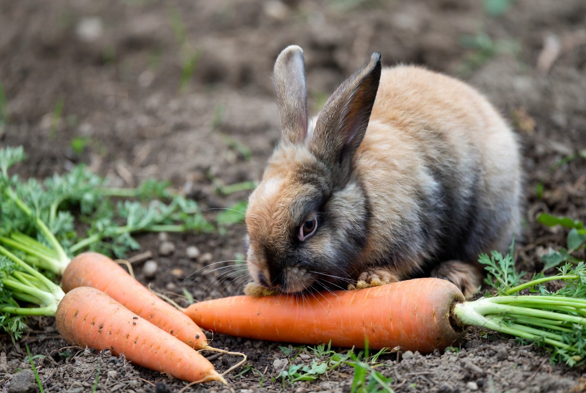 Rabbit eating carrot in garden Rabbit eating carrot in garden