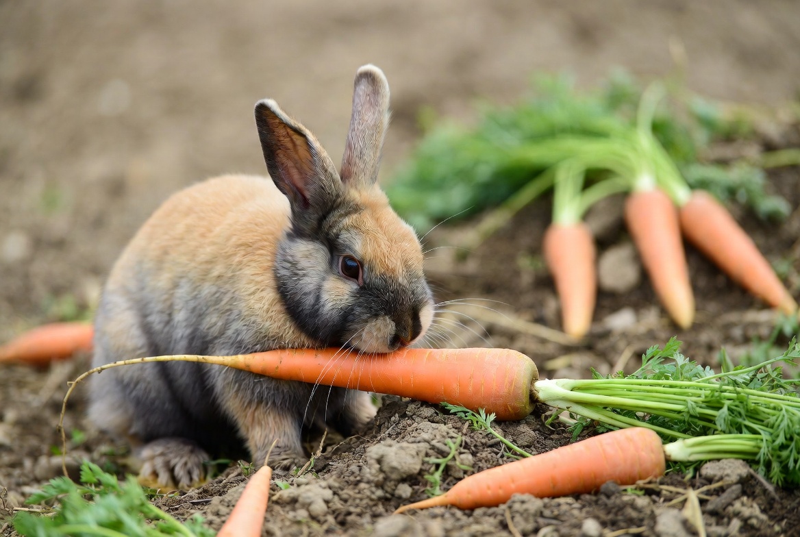 Rabbit eating carrot in garden Rabbit eating carrot in garden