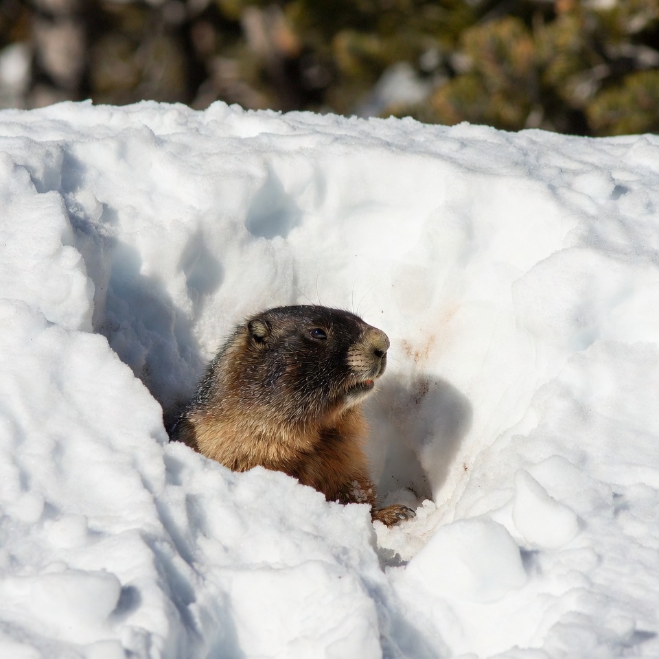 Marmot emerging from snow burrow Marmot emerging from snow burrow