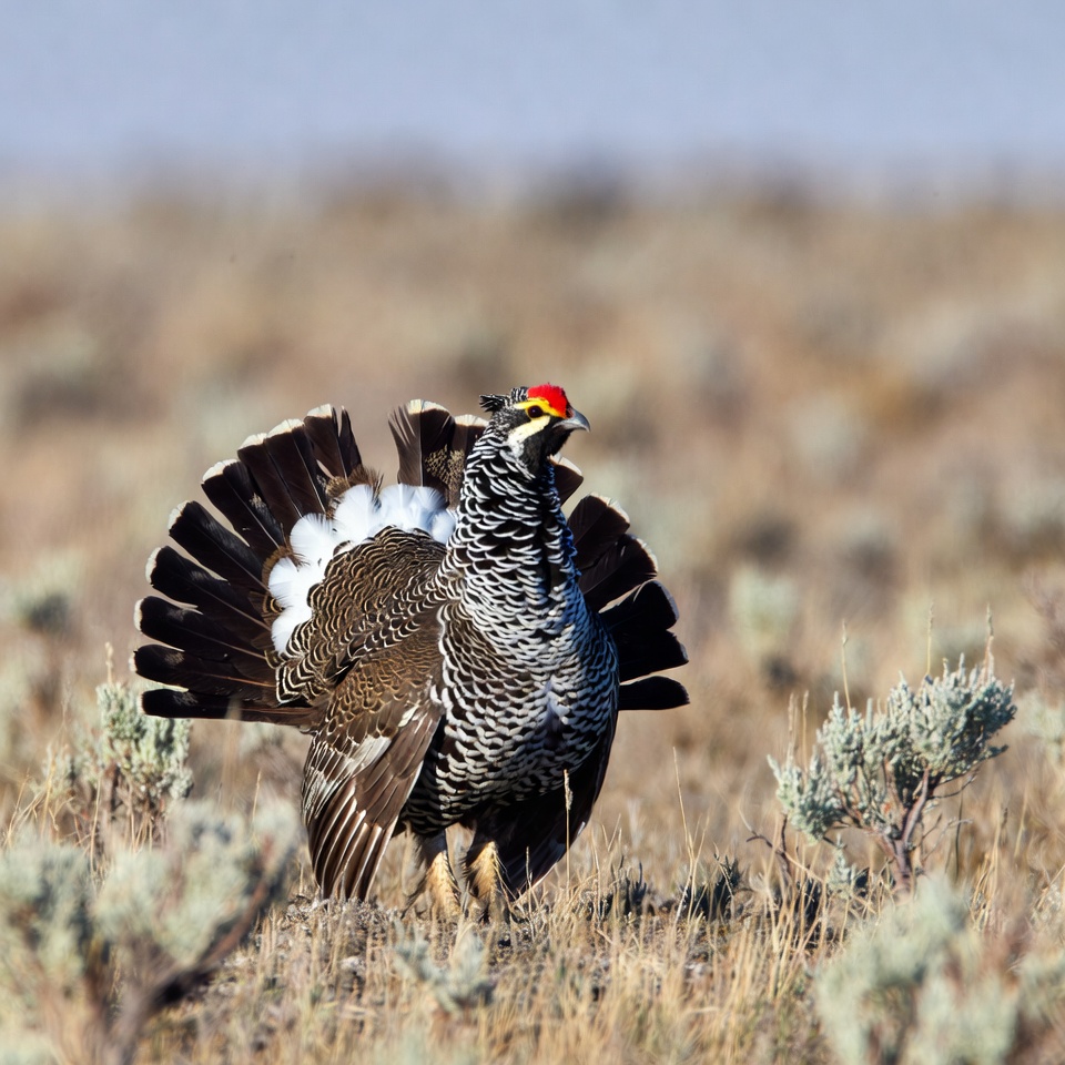 Sage Grouse Displaying in Grassland Sage Grouse Displaying in Grassland