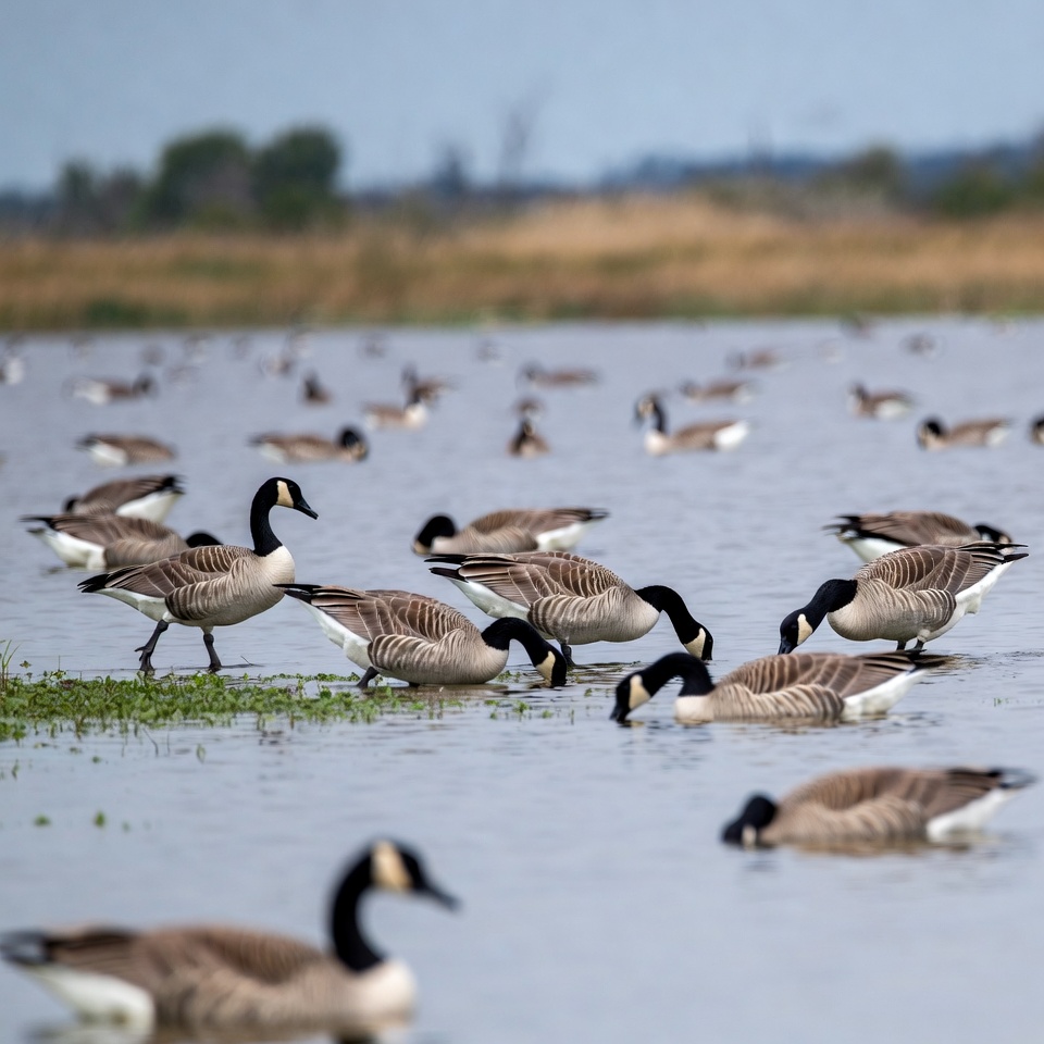 Canada Geese Swimming in Lake Canada Geese Swimming in Lake