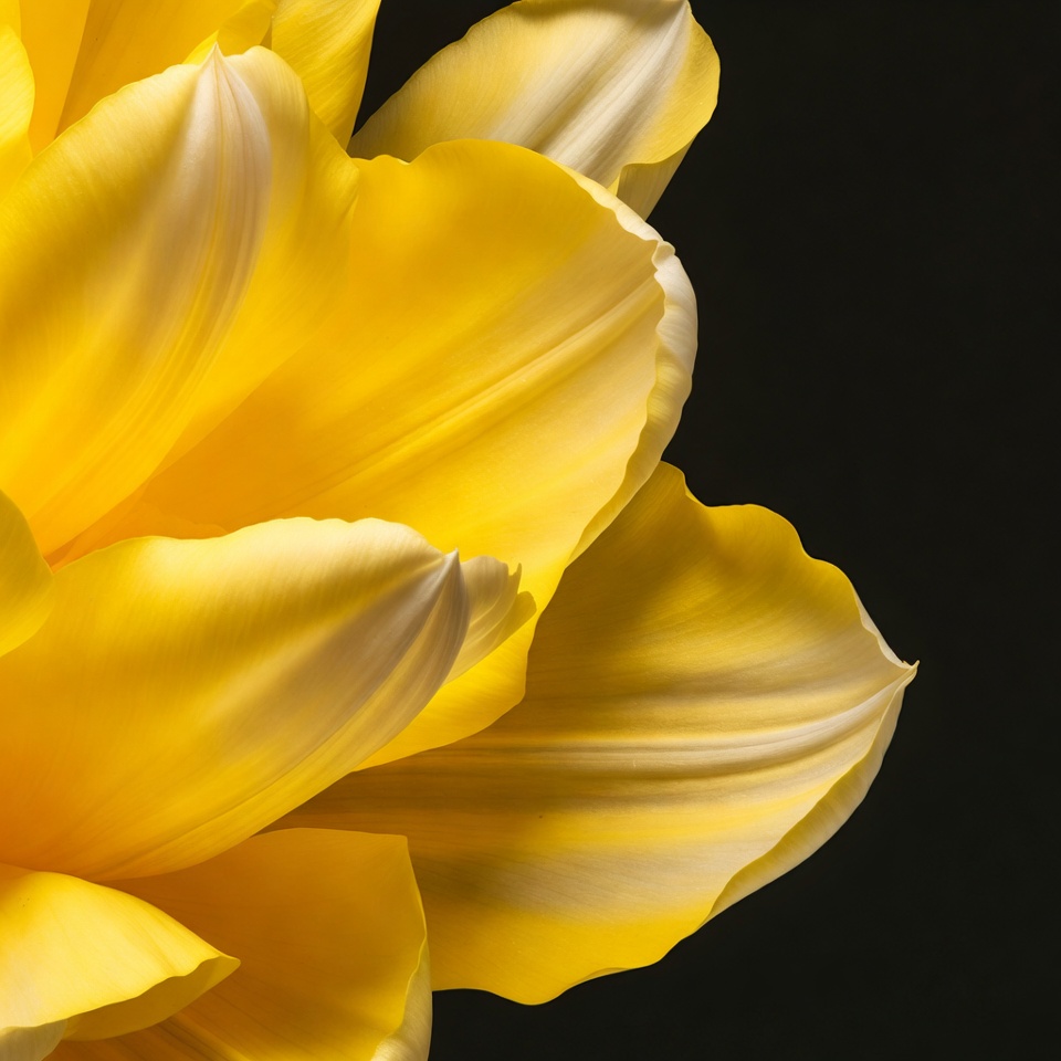 Yellow Tulip on Black Background Yellow Tulip on Black Background