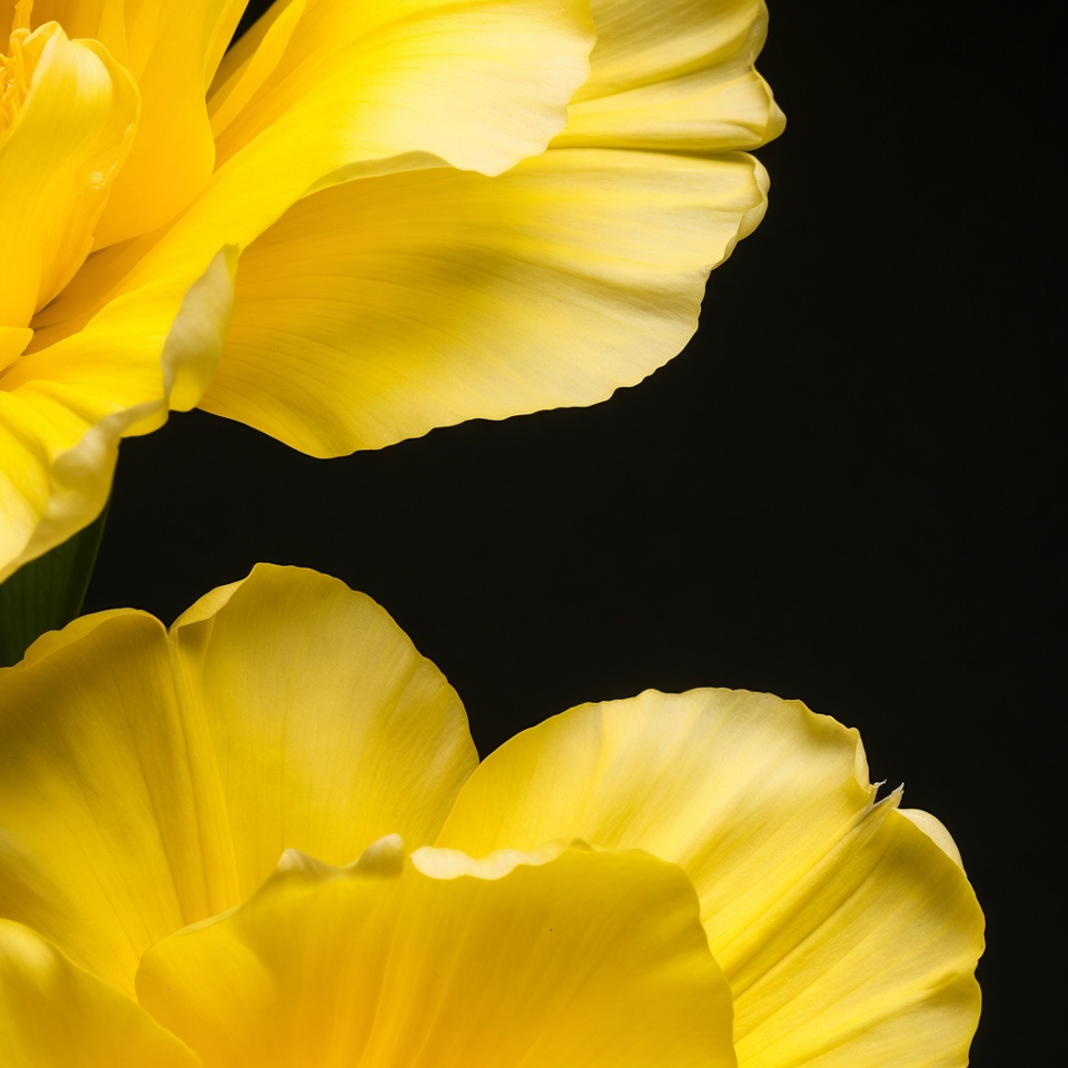 Yellow tulip on black background Yellow tulip on black background