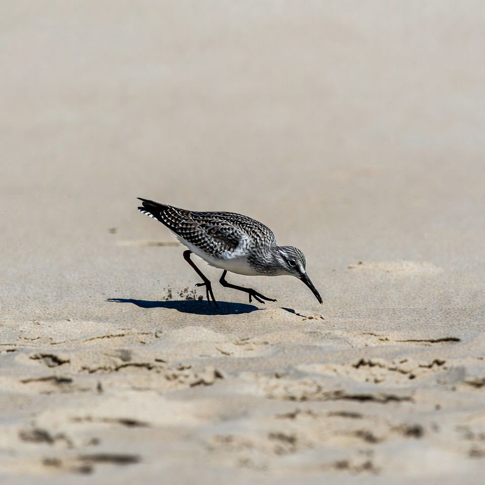 Sanderling foraging on beach sand Sanderling foraging on beach sand