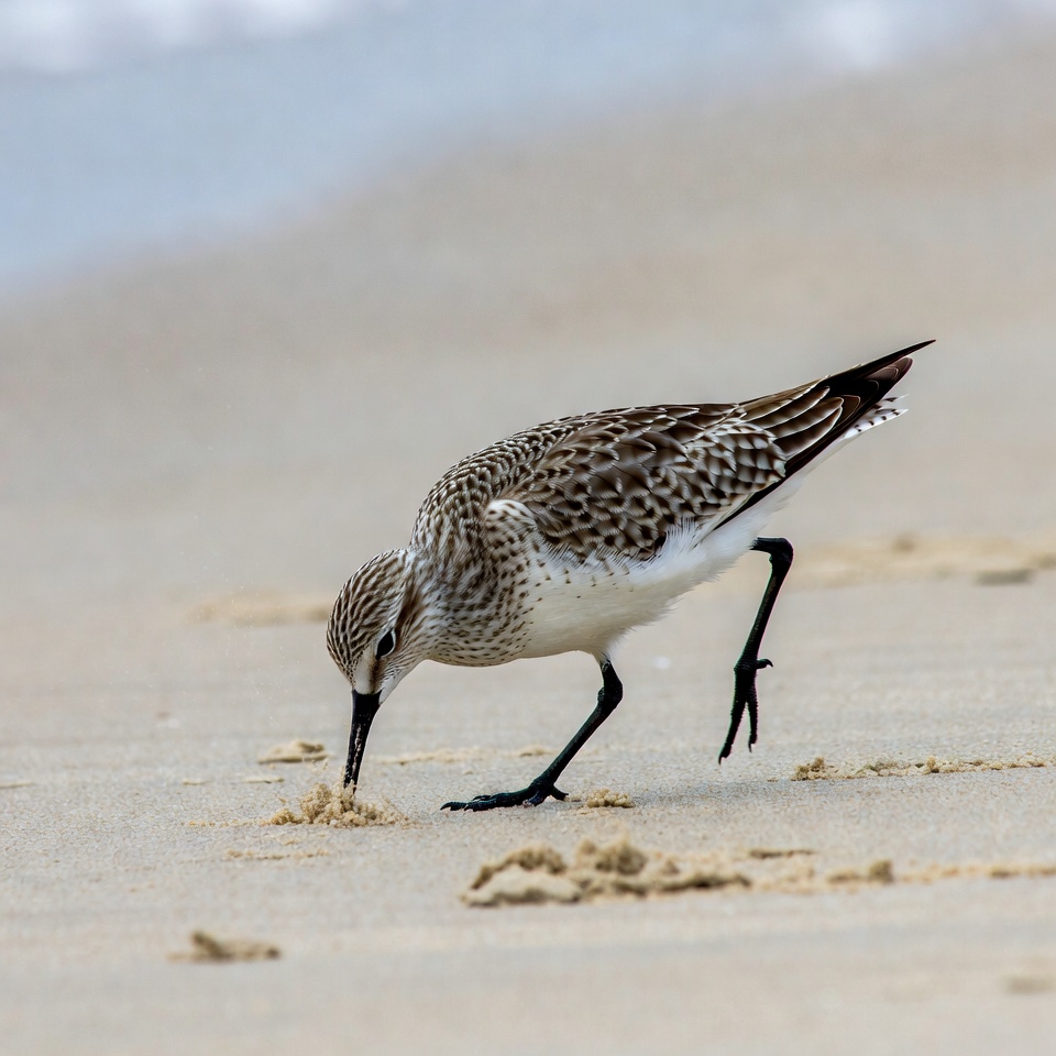 Sanderling foraging on beach sand Sanderling foraging on beach sand