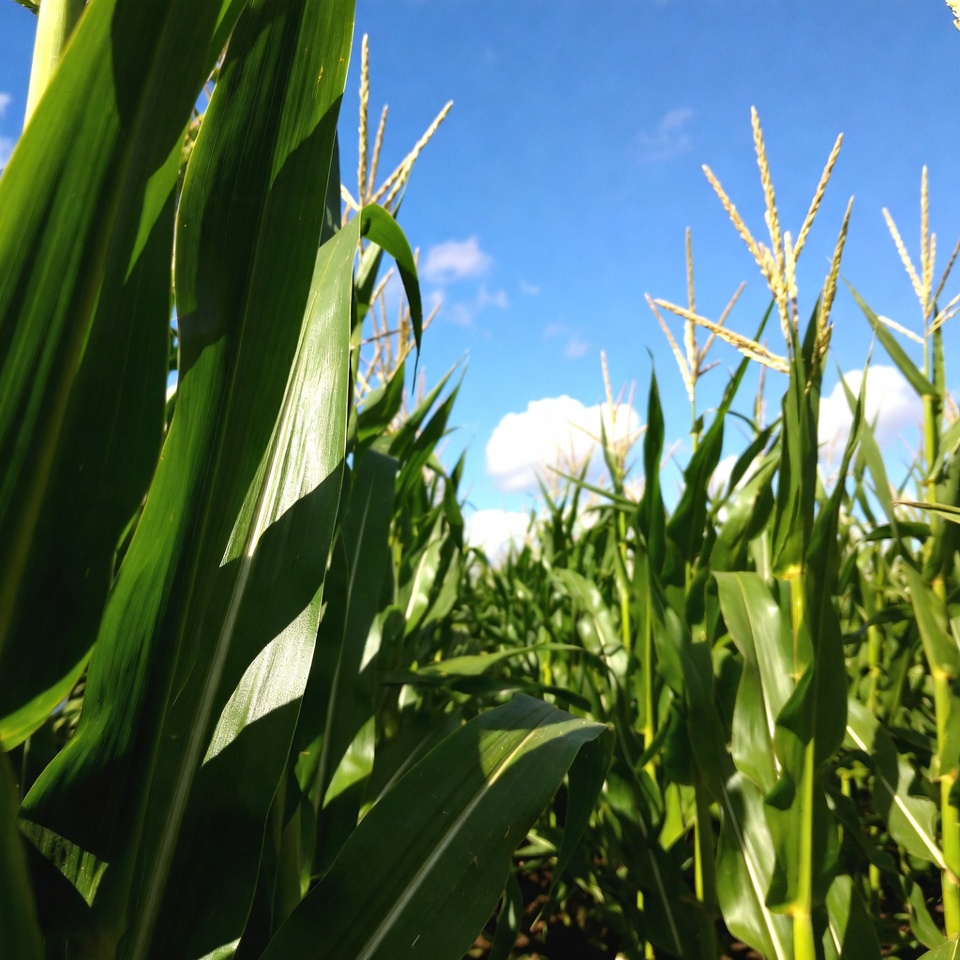 Corn Field Under Blue Sky Corn Field Under Blue Sky