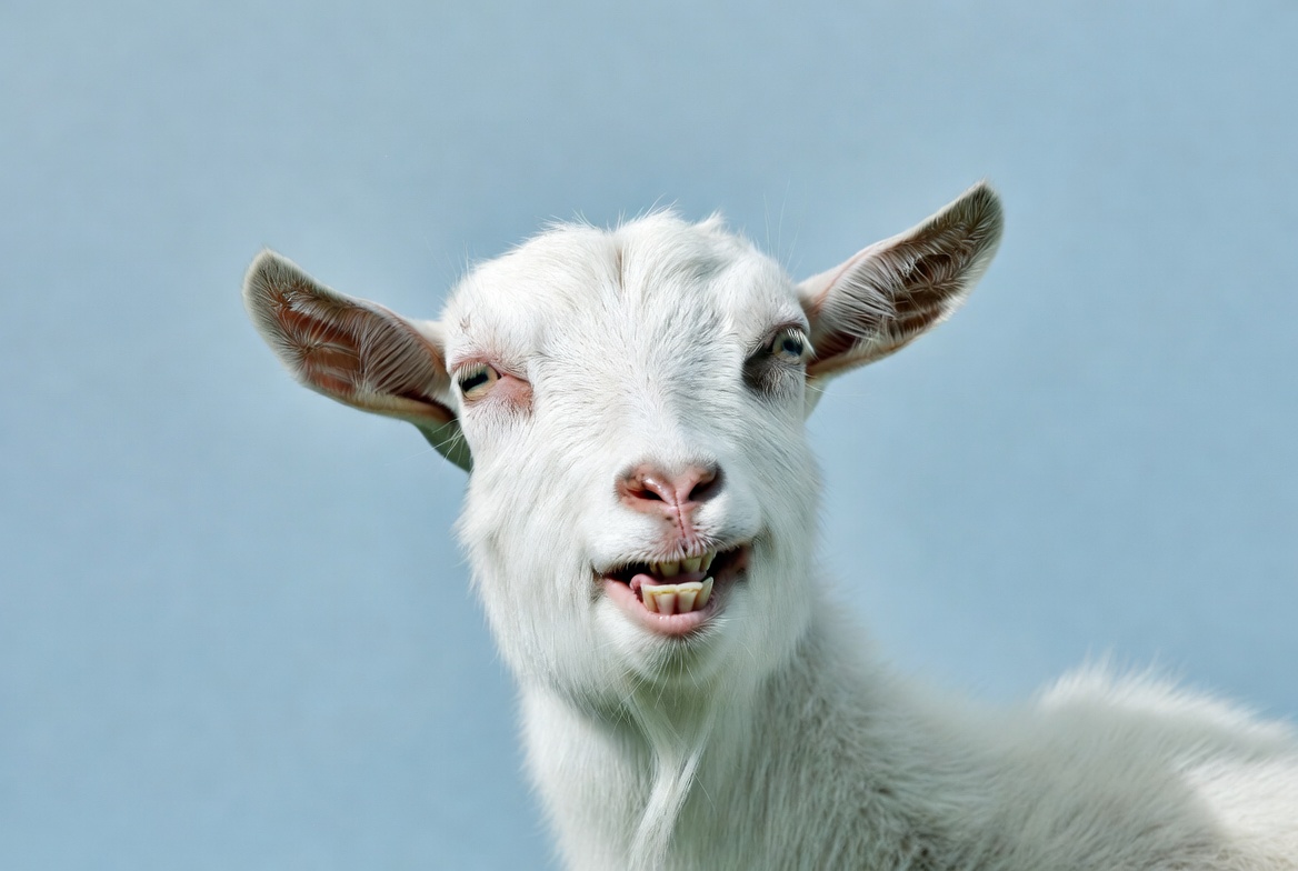 White goat grinning on blue background White goat grinning on blue background