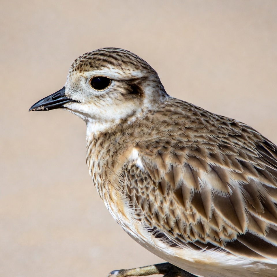 Semipalmated Plover bird profile Semipalmated Plover bird profile