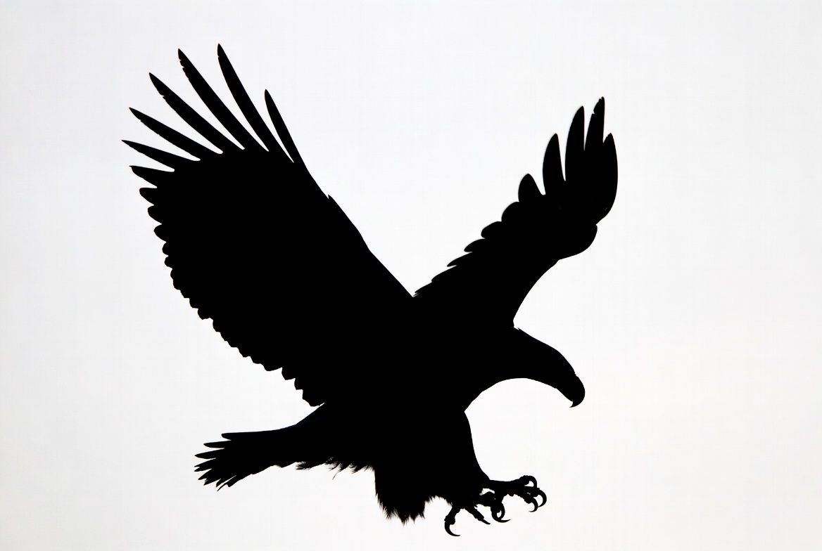 Bald eagle silhouette flying Bald eagle silhouette flying