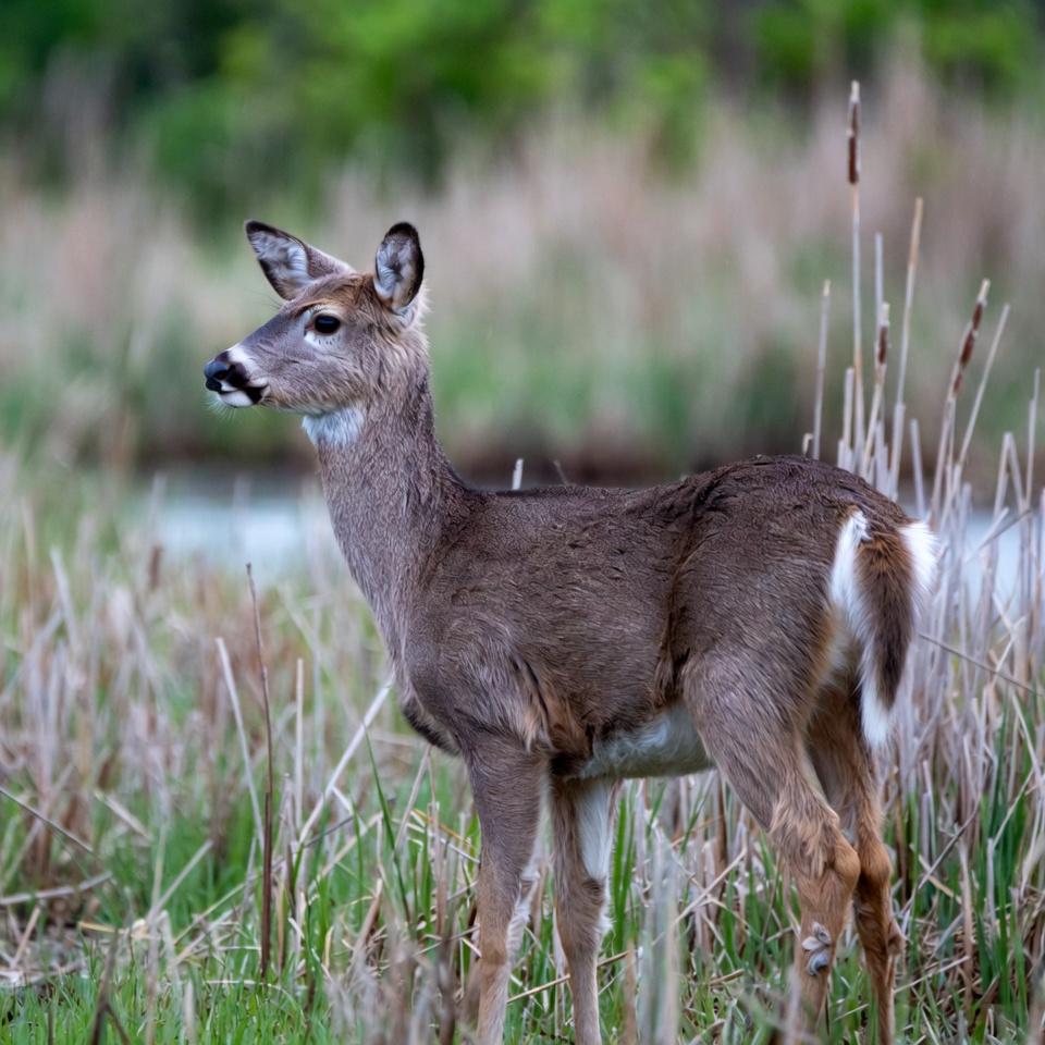 Doe standing in marsh grass Doe standing in marsh grass