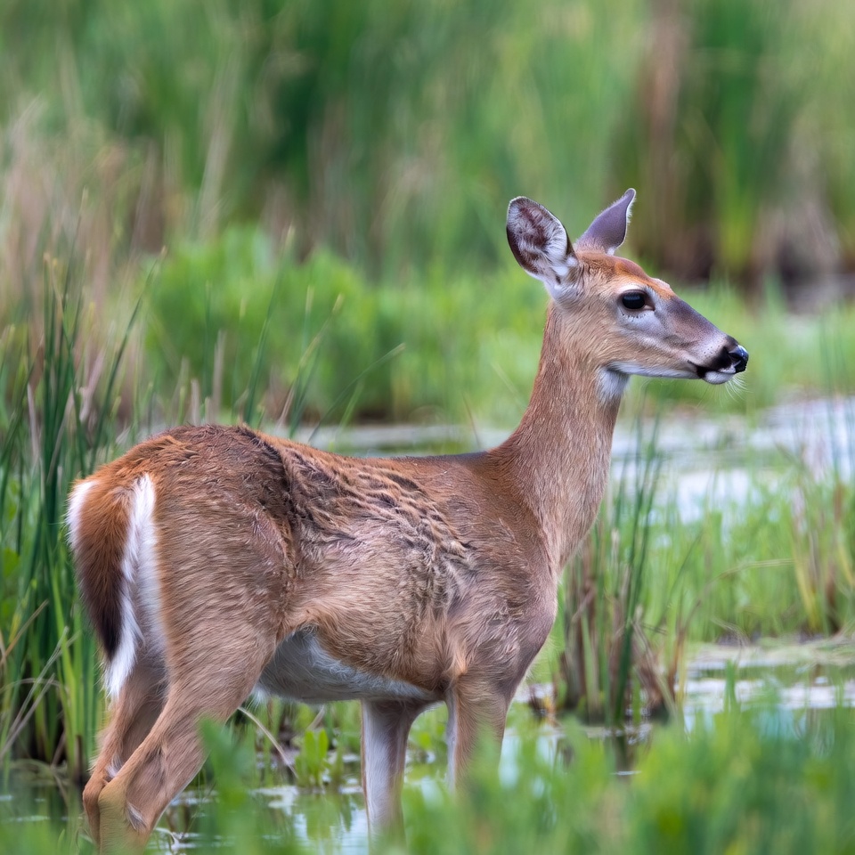 Doe standing in marsh grass Doe standing in marsh grass